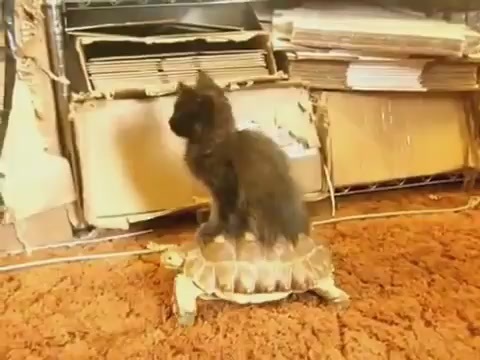 Cat Rides on Turtle