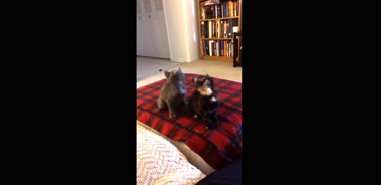 Kittens Jam to 'Turn Down for What'