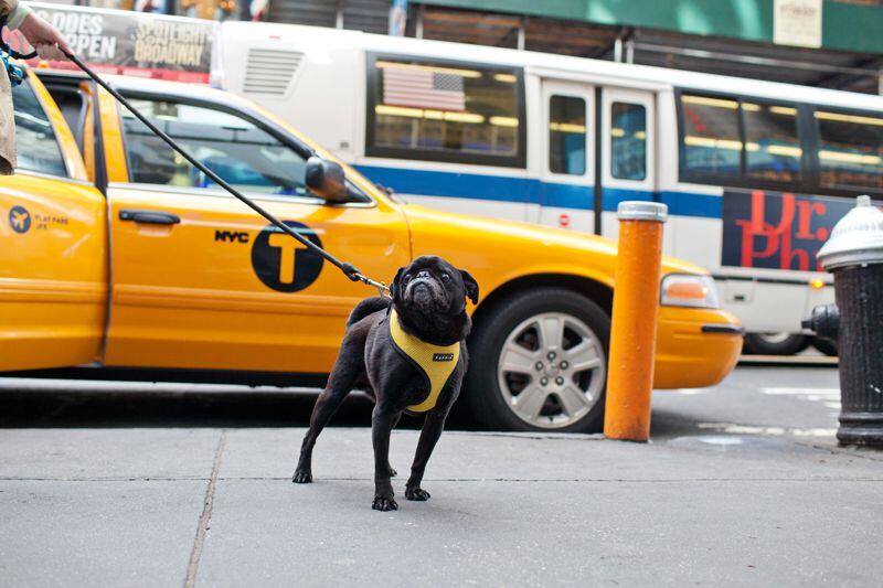 Hamilton Pug