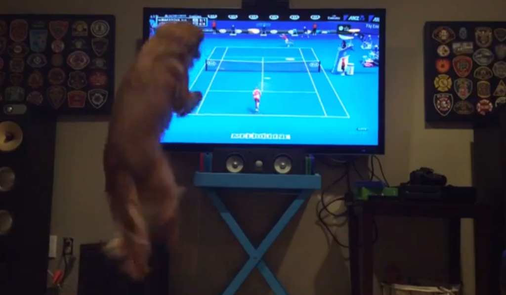 This Dog Loves Tennis More Than We Love Anything The Hollywood Gossip