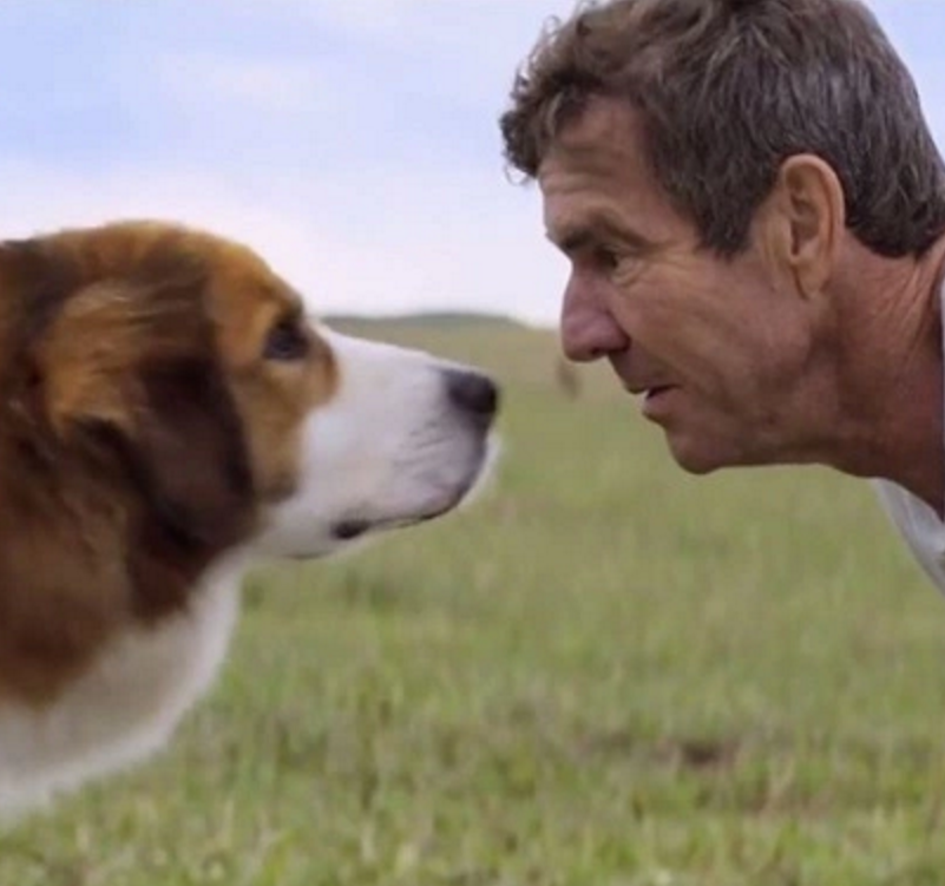 A Dog's Purpose Alleged Animal Cruelty on Set Spurs Boycott The