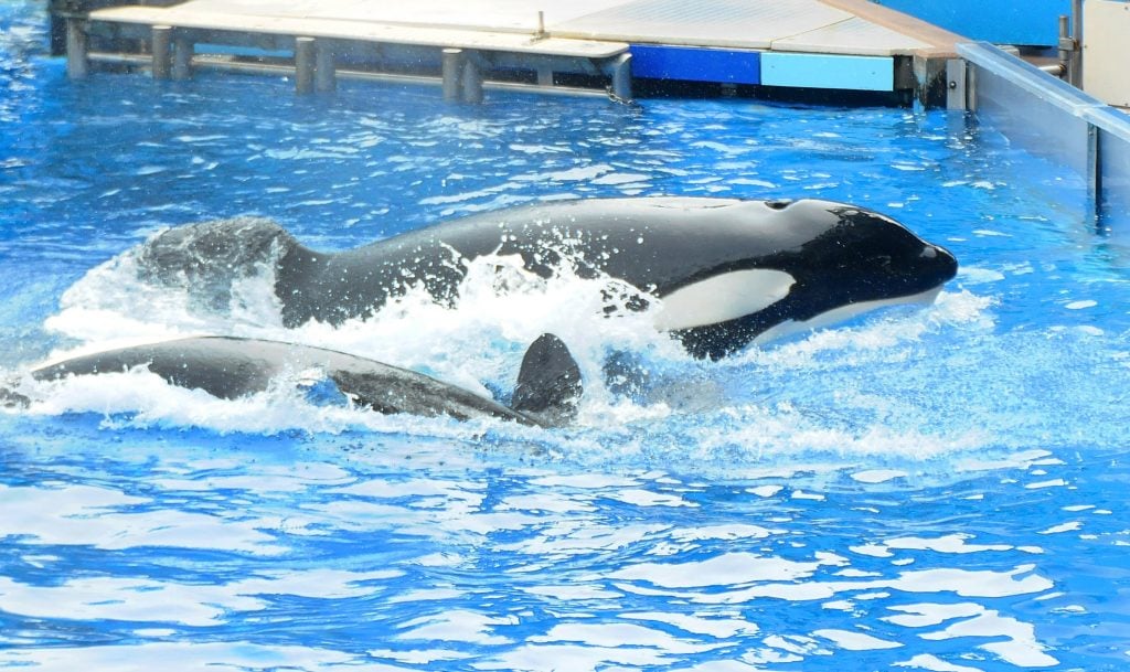Tilikum