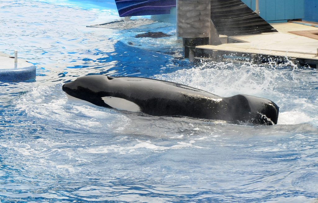 Tilikum Picture