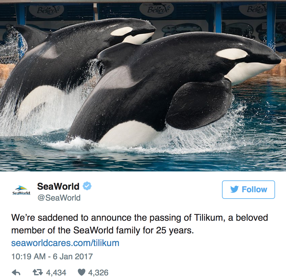 Tilikum, World's Most Famous Killer Whale, Dies at 36 The Hollywood