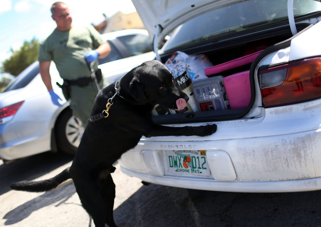 Flakka Search by Police Dog