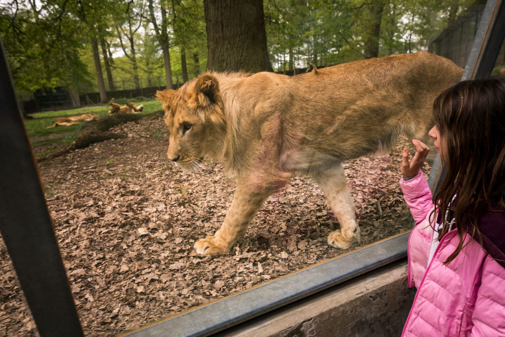 Lion in an Enclosure