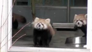 Red Panda Scared By Zookeeper, Reacts in Hilarious Fashion - The