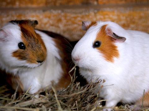 Guinea Pig Sex Annoys Neighbors - The Hollywood Gossip