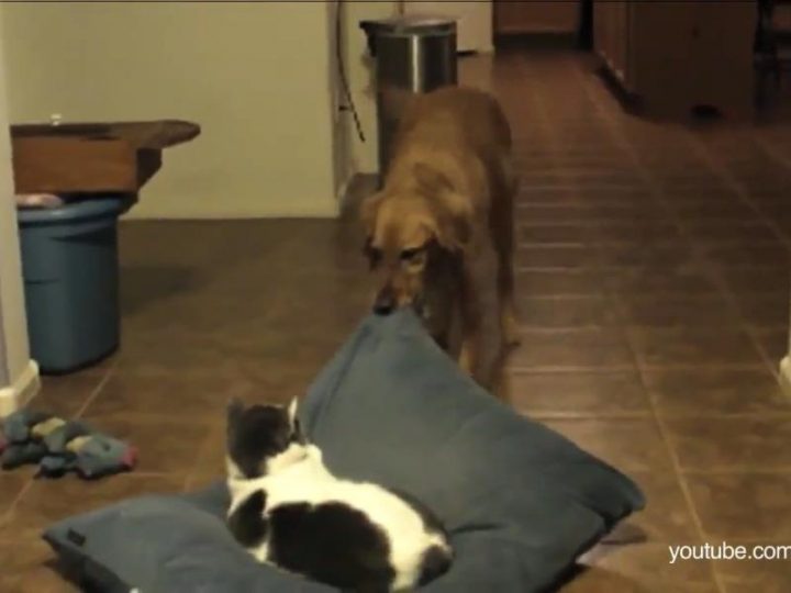 Cat Compilation Stealing Dog Beds, Acting Like Jerks The Hollywood