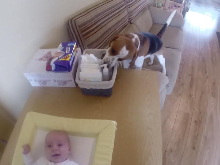 Most Amazing Dog Ever Helps Change Baby's Diaper The Hollywood Gossip