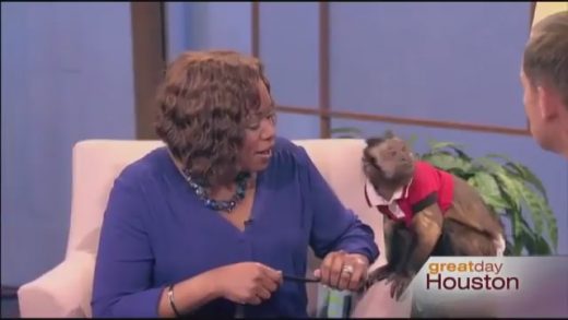 Monkey Slaps Morning Show Host in the Face: Watch Now! - The Hollywood