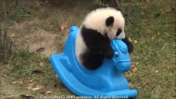 Baby Panda Rides Toy Pony, Makes the World a Better Place - The ...