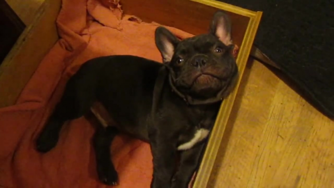 French Bulldog Puppy Doesn't Want to Sleep, Stars in CUTEST VIDEO EVER