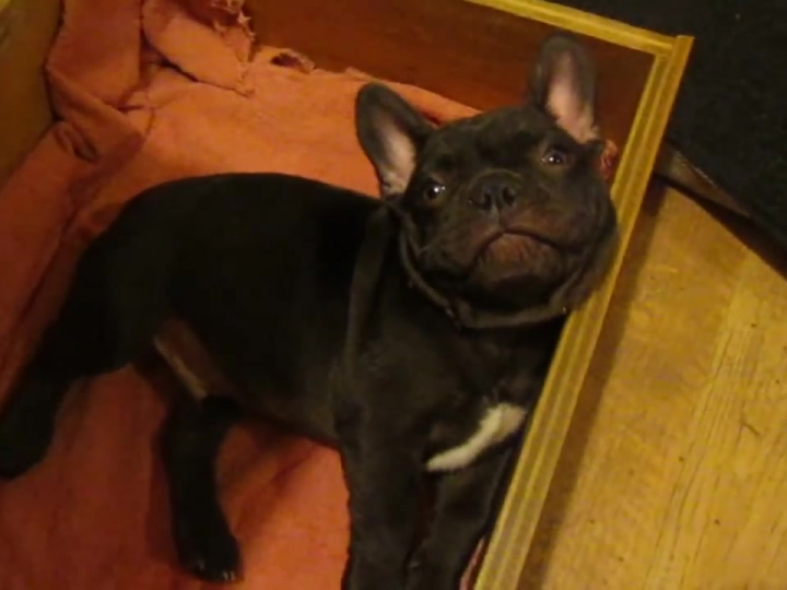 French Bulldog Puppy Doesn't Want to Sleep, Stars in CUTEST VIDEO EVER