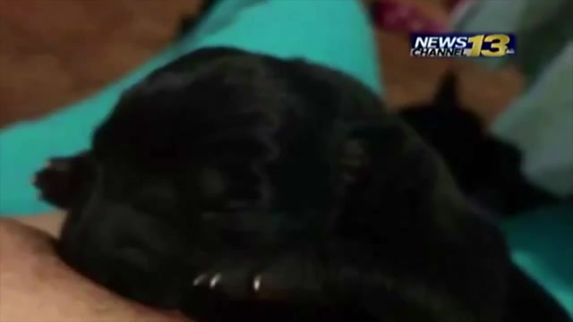 Woman Breastfeeding Puppy (Yes, Puppy) Goes Viral: See the Unlikely