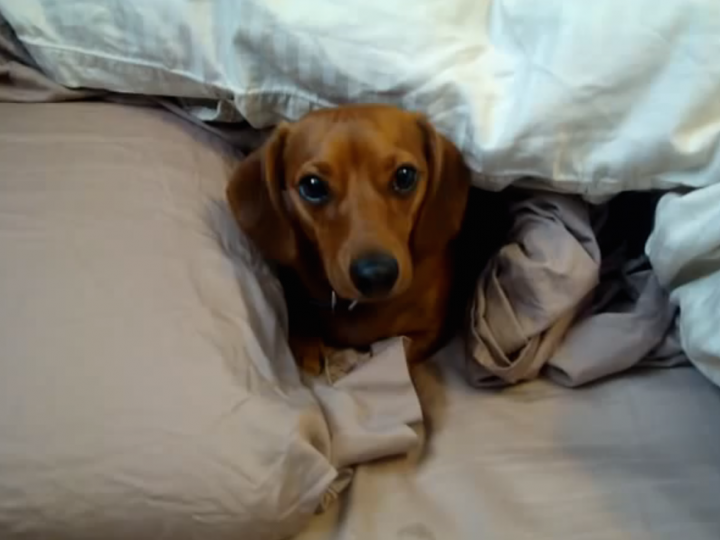 Sassy Dog Refuses to Leave Bed, Talks Back to Owner The Hollywood Gossip