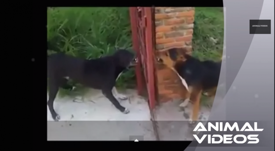 Ferocious Dogs Bark Through Fence, Are Unaware of Where Fence Ends