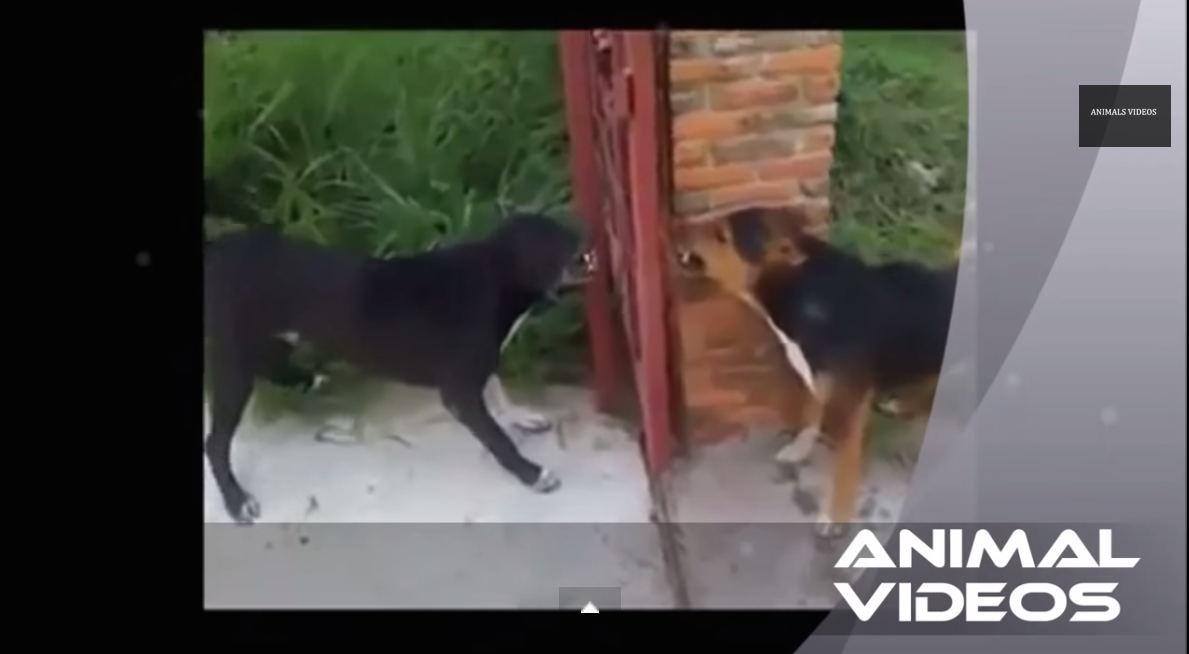 Ferocious Dogs Bark Through Fence, Are Unaware of Where Fence Ends