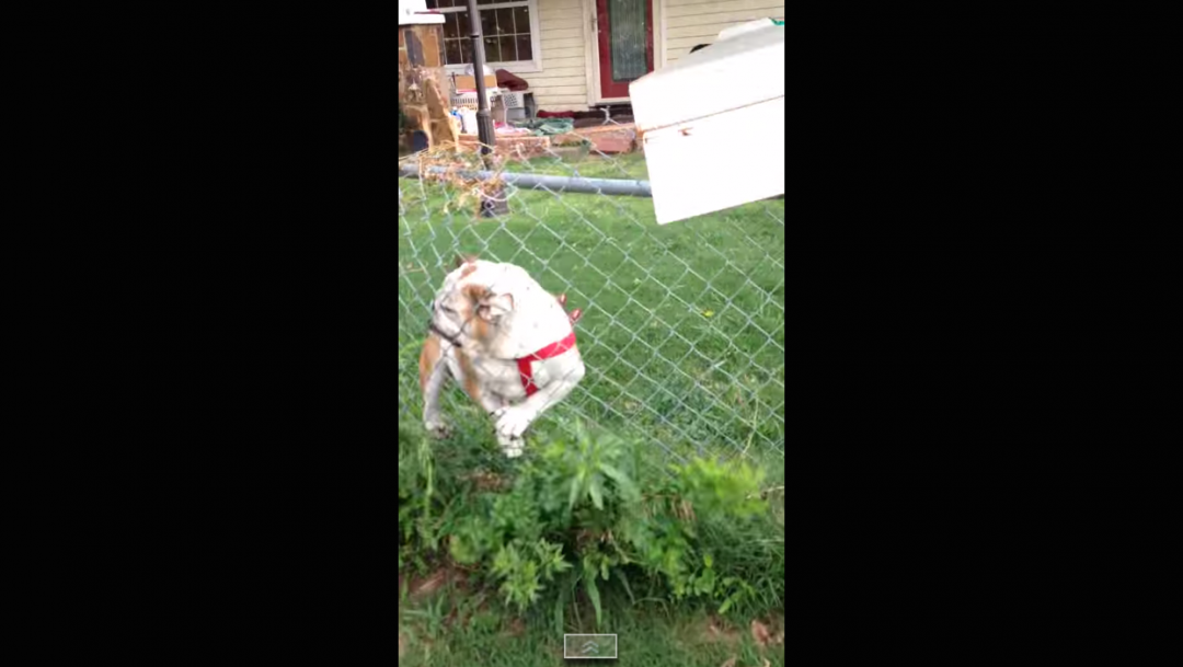 Fence Thwarts Dog's Attempt to Attack Mailman CRASH! The Hollywood Gossip
