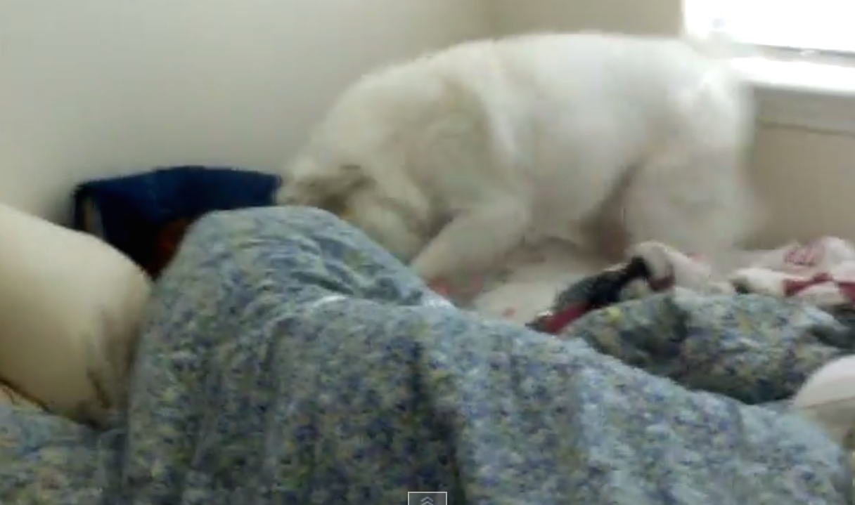 Dog Acts as Cutest, Most Fluffy Alarm Clock Ever WAKE UP!!!!!!!!!! The Hollywood Gossip