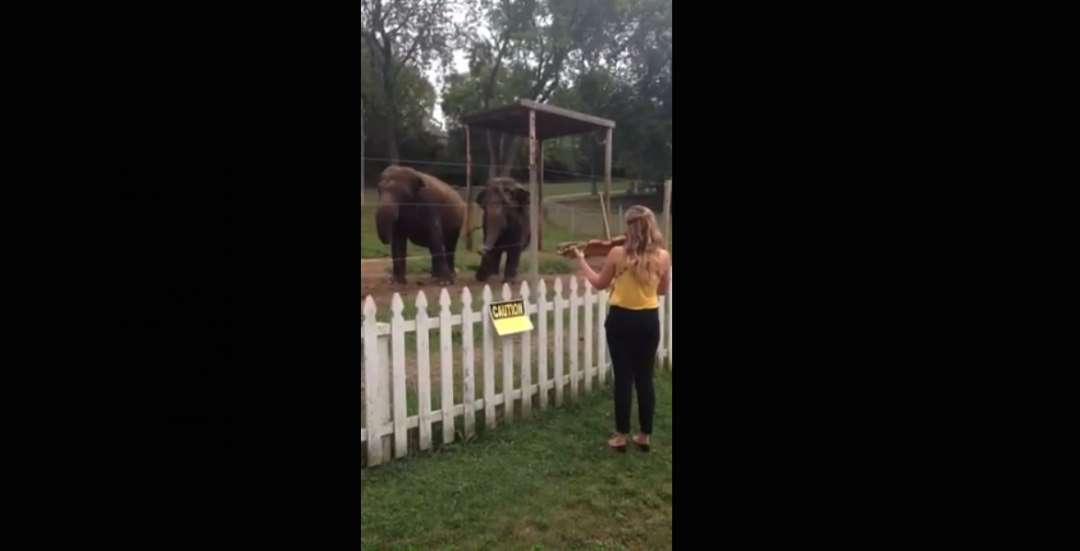 Elephants Sway to Classical Music, Apparently Love Bach The Hollywood
