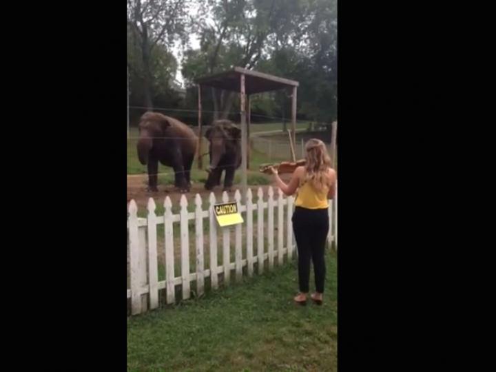 Elephants Sway to Classical Music, Apparently Love Bach The Hollywood