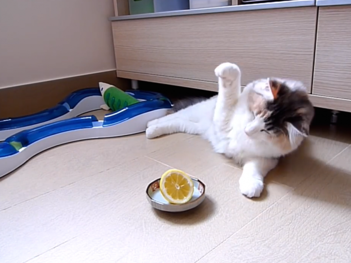 Cat Does Battle with Lemon, Wonders What is This Thing?!? The