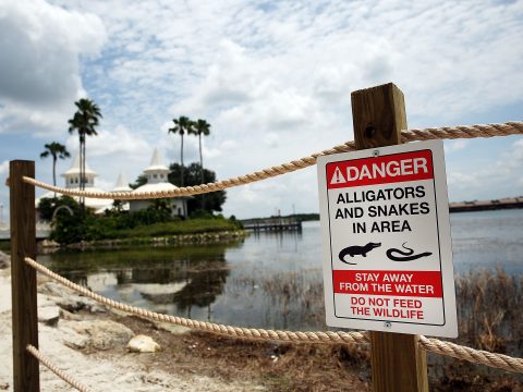 Disney World Alligator Snake Sign