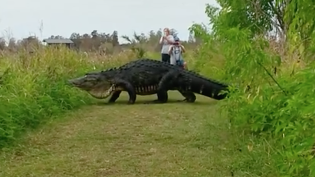 Enormous Alligator Wanders Around Florida, Goes Viral - The Hollywood ...