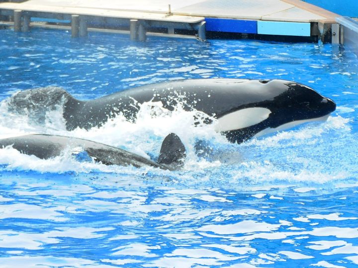 Tilikum, World’s Most Famous Killer Whale, Dies at 36