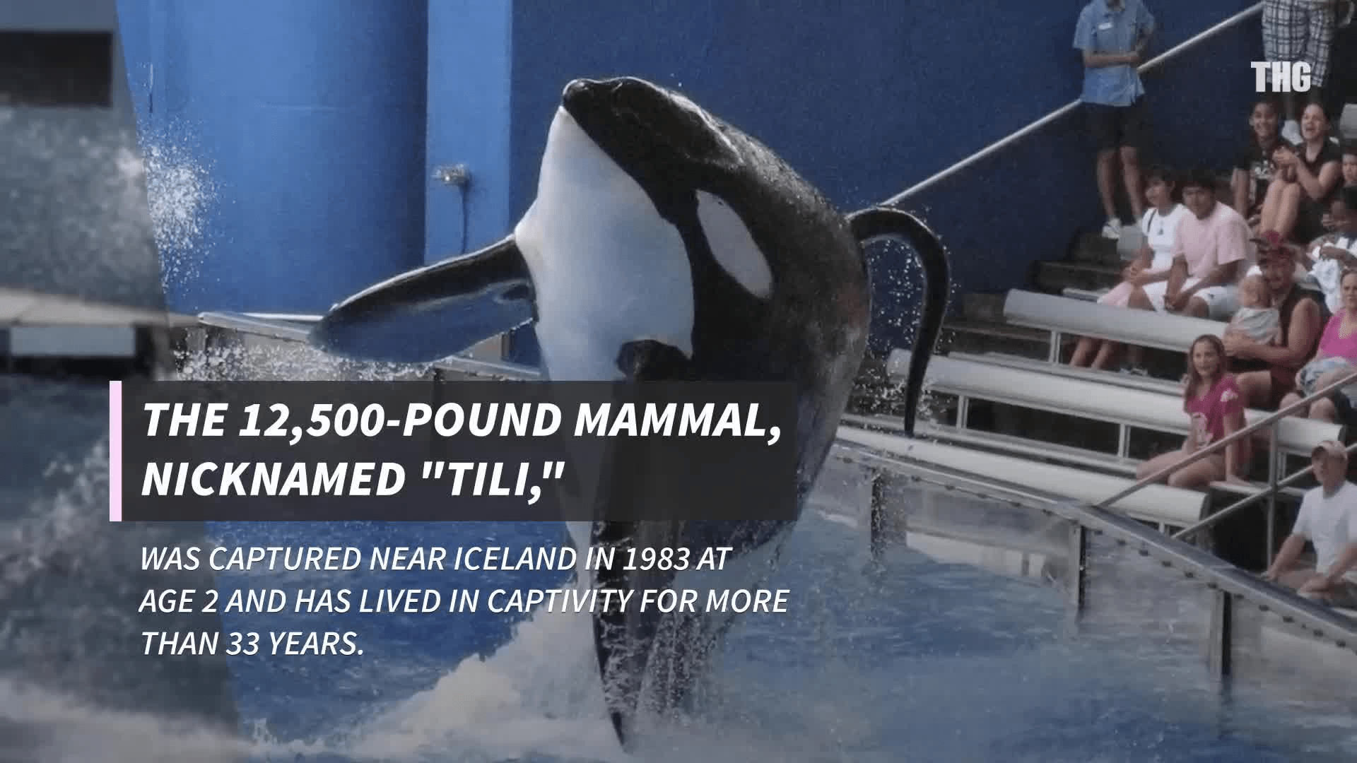 How Old Was Tilikum When He Died