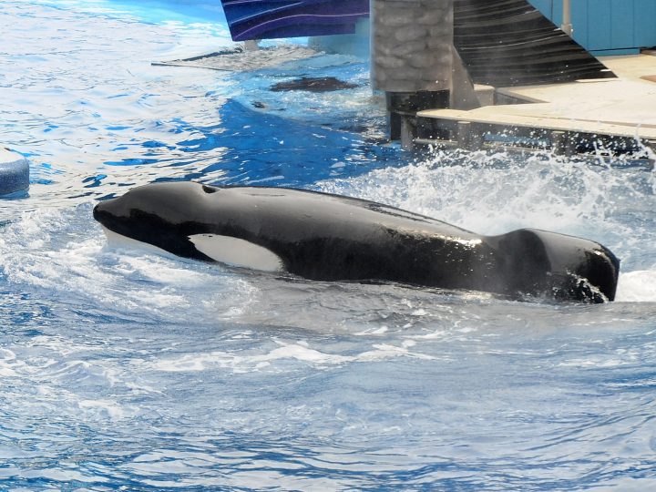 Tilikum Picture
