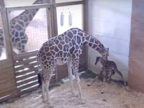 April the Giraffe and Her Baby