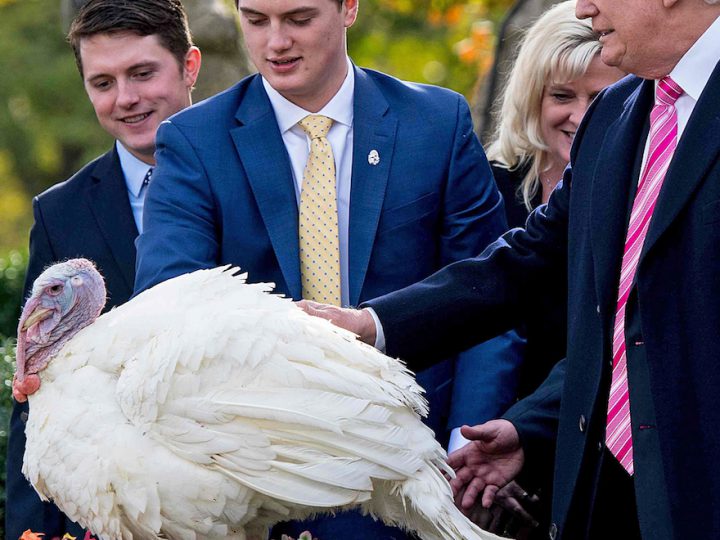 Donald Trump Pardons Turkey, Runs Afowl of the Internet