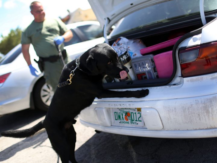 Flakka Search by Police Dog
