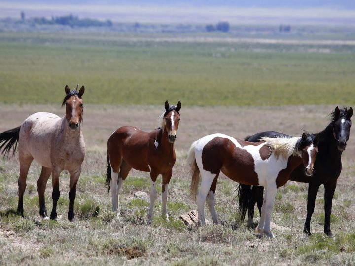 Wild Horses