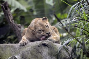 Lion Gnaws on a Bone