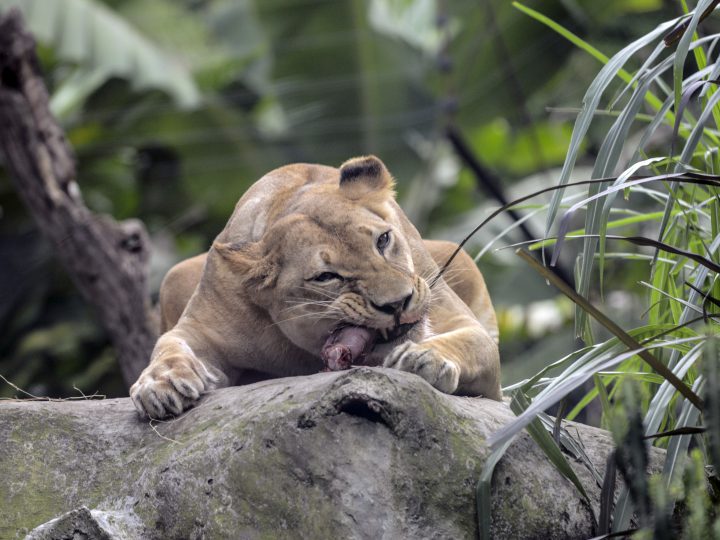 Three Poachers Eaten Alive by Lions While Trying to Hunt Rhino