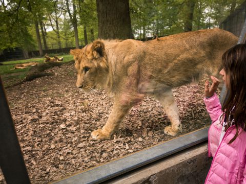Lion in an Enclosure