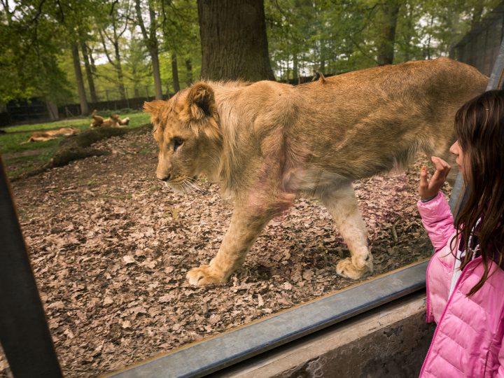 Lion in an Enclosure
