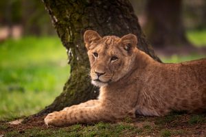 Lion Photo