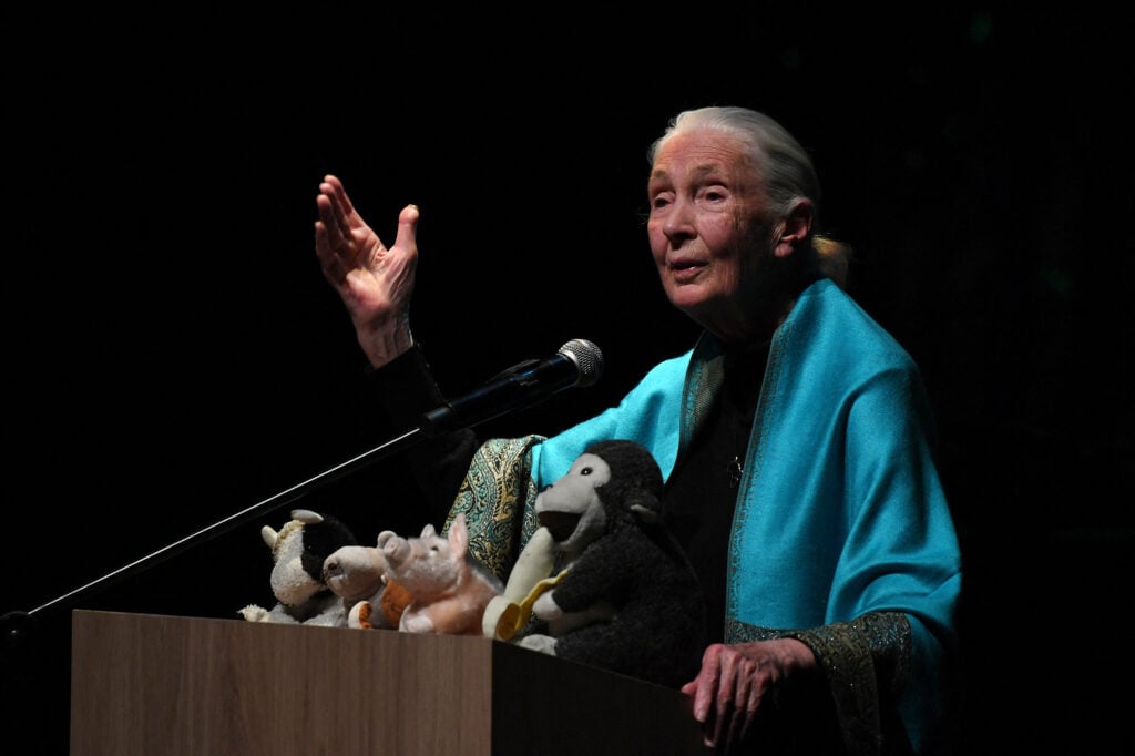 Jane Goodall in August 2024.