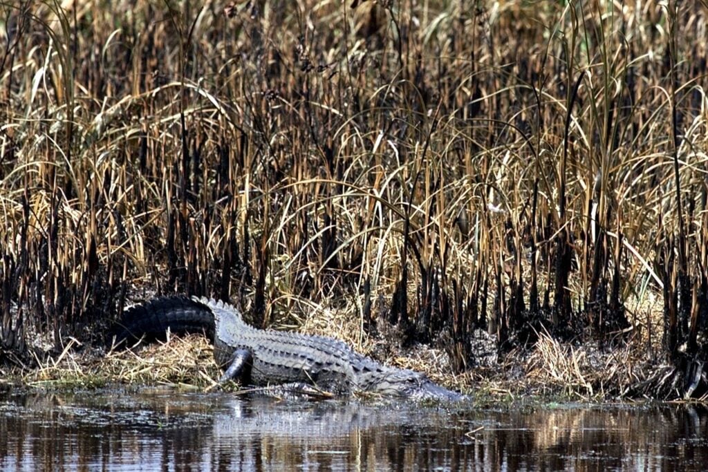 An alligator following the 1999 Alligator Alley fire.